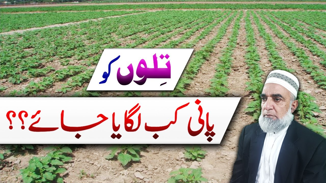 Irrigation management in Sesame crop || Crop Reformer
