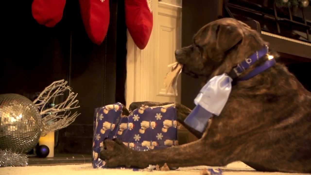 O2 - Be more dog Christmas party