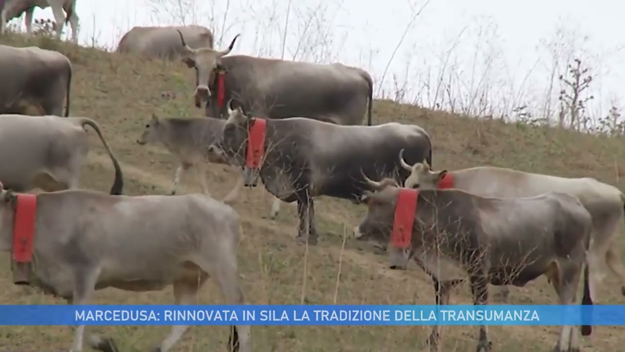 MARCEDUSA: RINNOVATA IN SILA LA TRADIZIONE DELLA TRANSUMANZA