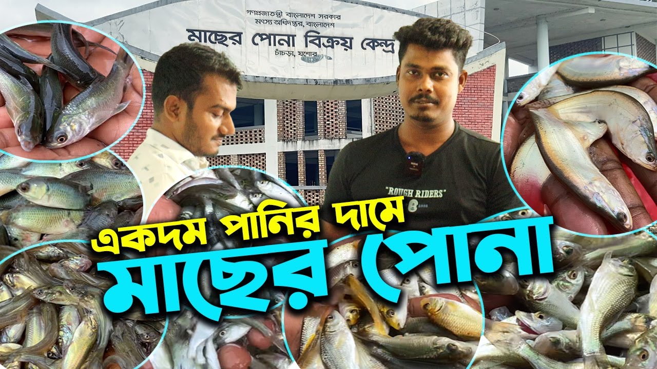 সরকারি মাছের পোনা বিক্রয় কেন্দ্র থেকে একদম পানির দামে মাছের পোনা কিনুন  | উদ্যোক্তার খোঁজে