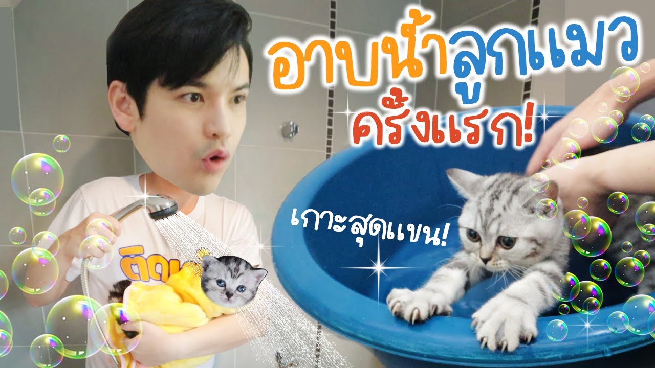 Первое купание четырёх корейских котят!!! | Stick Tao