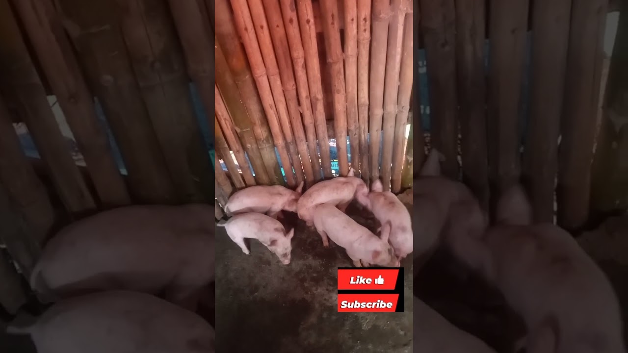 Update sa inahing 109 days ng buntis #pig #pigfeed #animals #farming101 