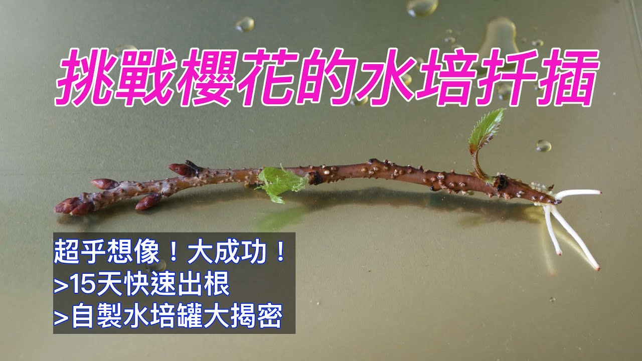 挑戰櫻花的水培扦插