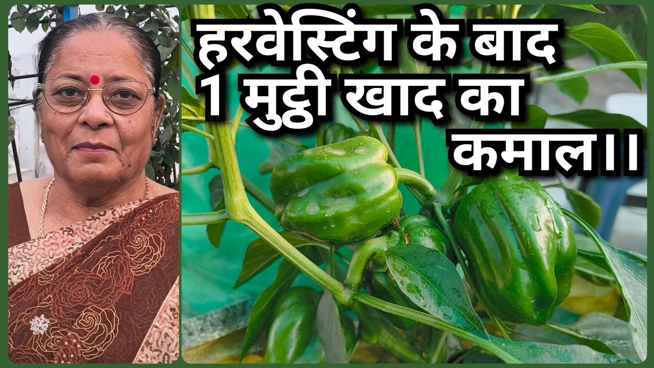 शिमला मिर्च तोड़ने के बाद डालें यह 1 मुट्ठी खाद, पौधा फलों से भर जाएगा