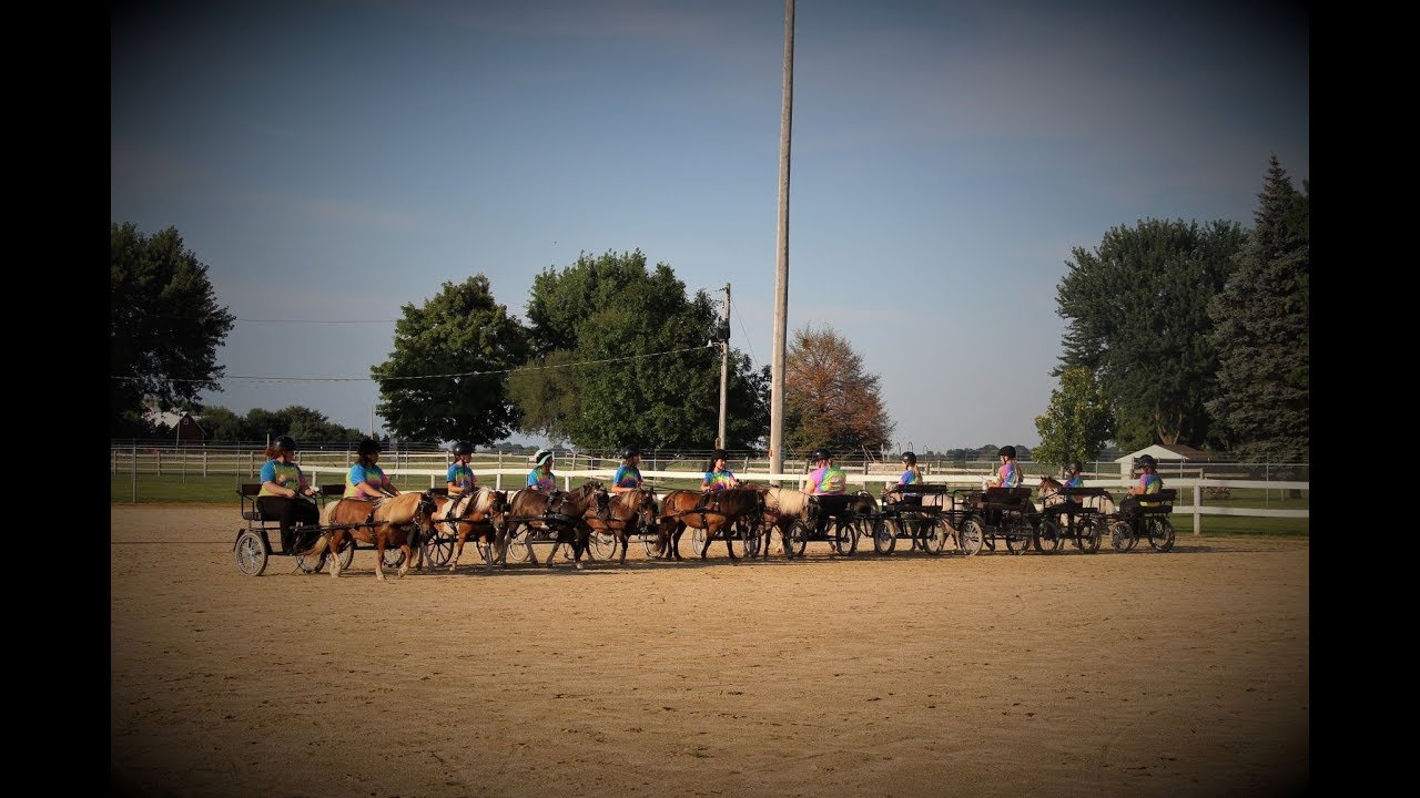 Miniature Horse Driving Drill Team 4-H Boone County, Illinois