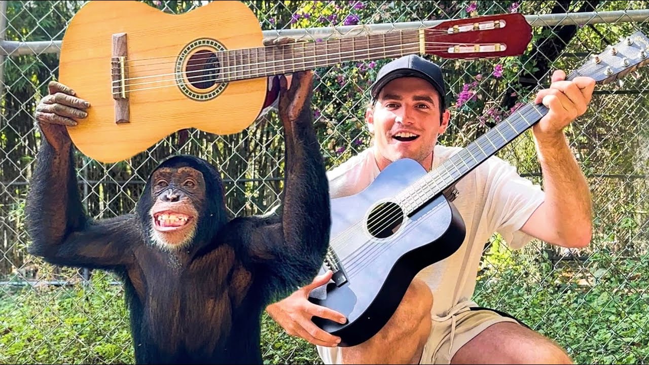 TEACHING CHIMPANZEE TO PLAY GUITAR ! GONE WRONG!!!!