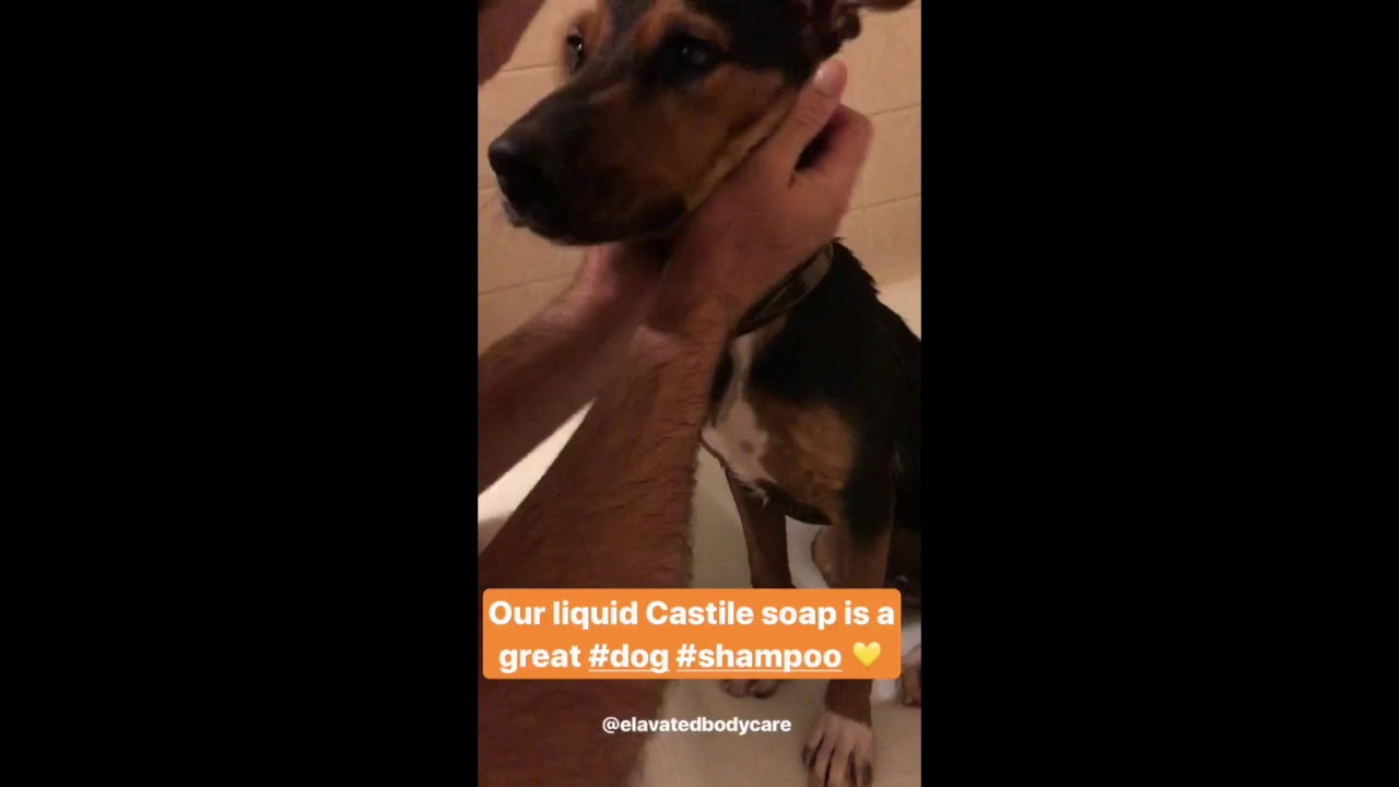 Natural, Vegan, Zerowaste Dog Shampoo (Liquid Castile Soap)