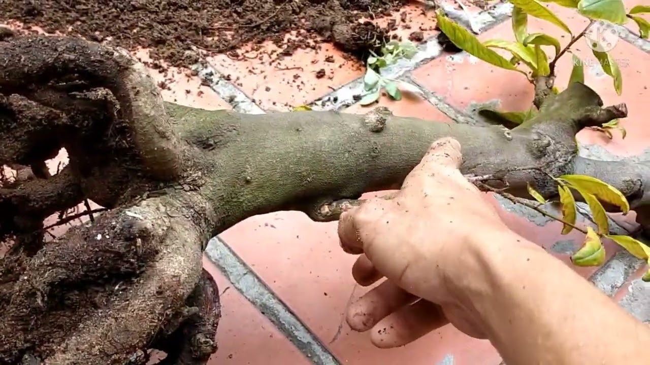 Thực tế các bước cứu cây suy yếu chết dần