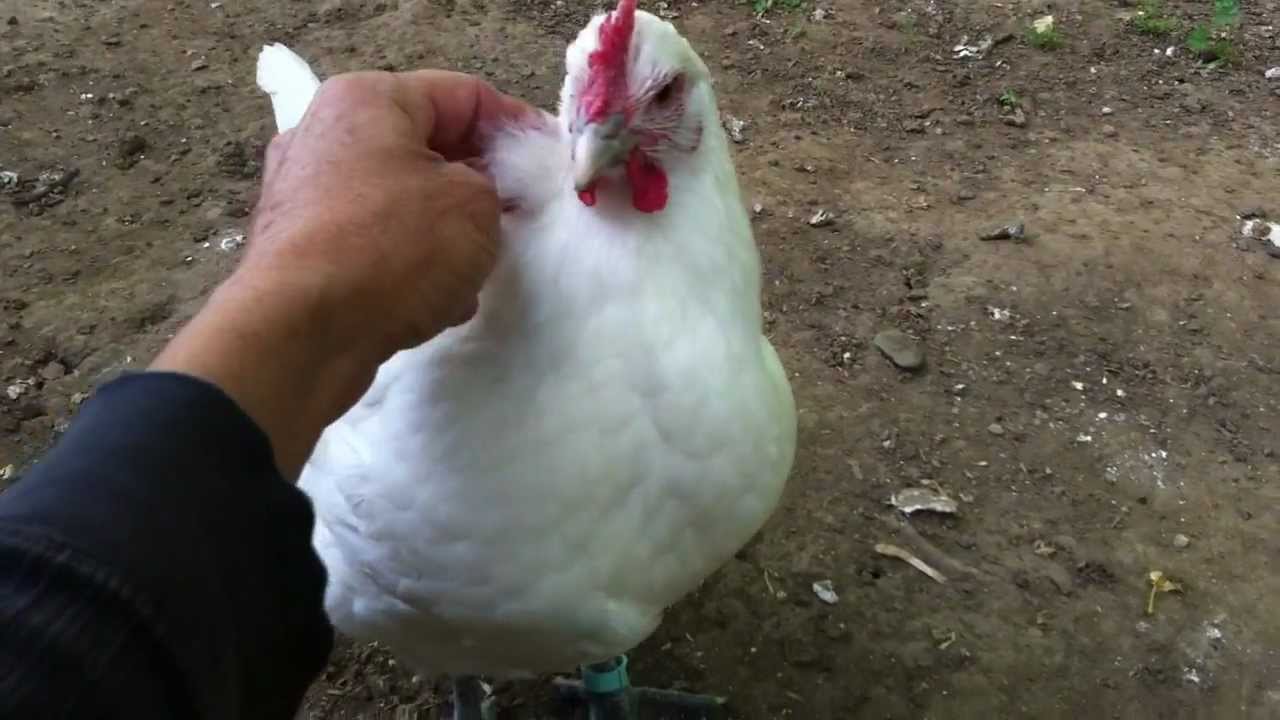 Poulet Bleu Pullet