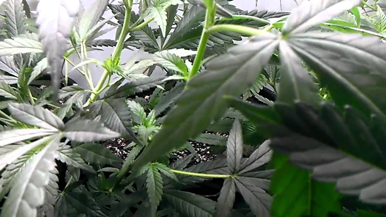 Lavender , sensistar , chernobyl and blueberrypurp
