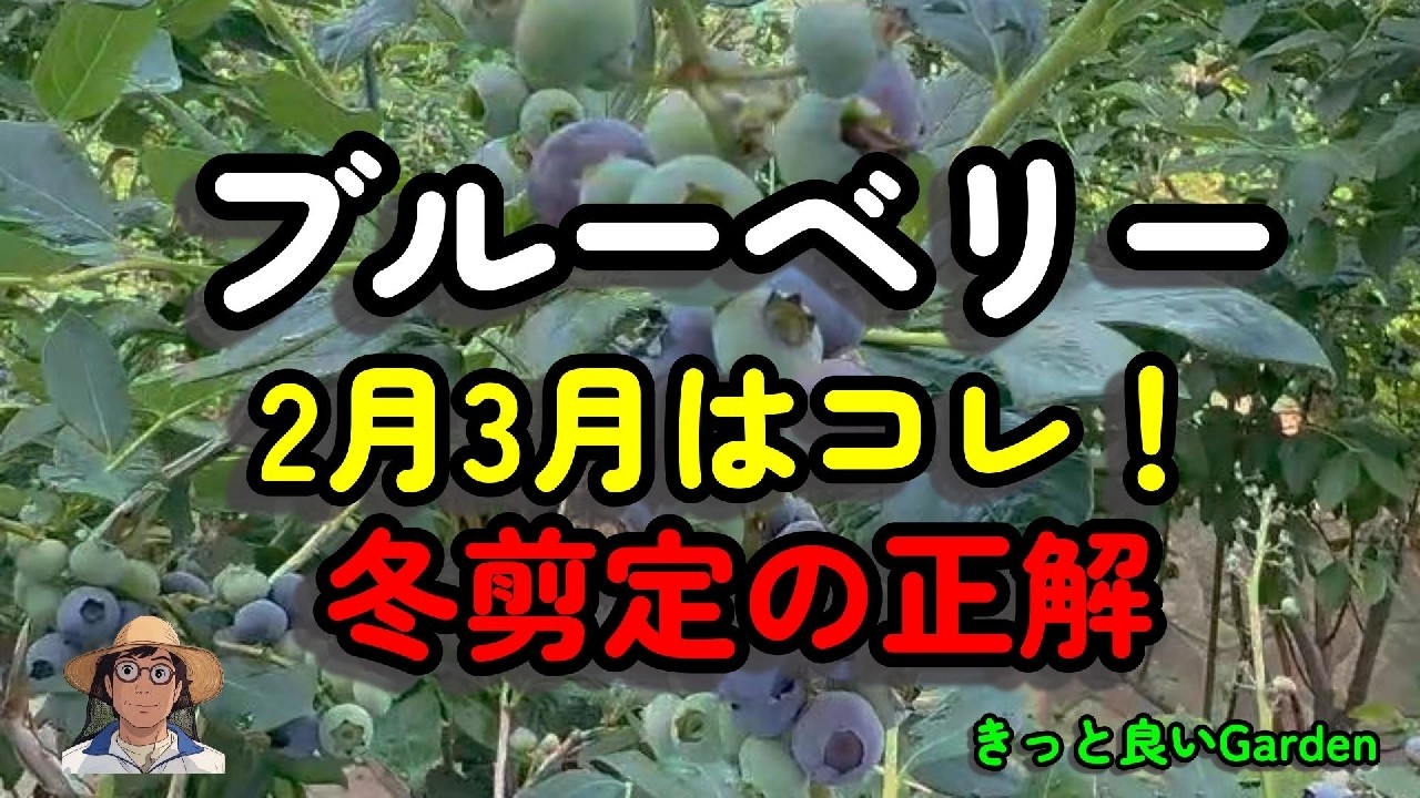 2月3月の鉢植えブルーベリー完全ガイド｜冬剪定・挿し木・寒肥