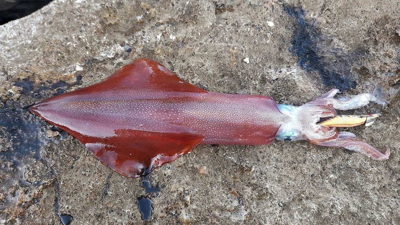 PESCARE I CALAMARI COL SOLE: UNA GODURIA