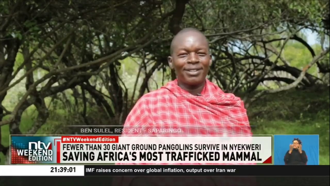Residents in Narok step up to protect endangered pangolins