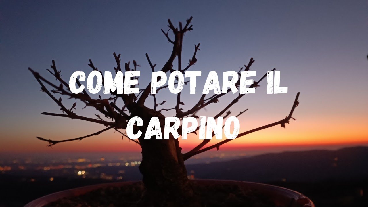 Bonsai - Potatura invernale Carpino Shohin