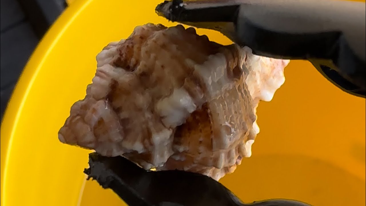 Dipping Seashells in Safe HCL