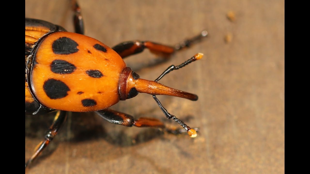 Rhynchophorus ferrugineus - Start of a breeding project