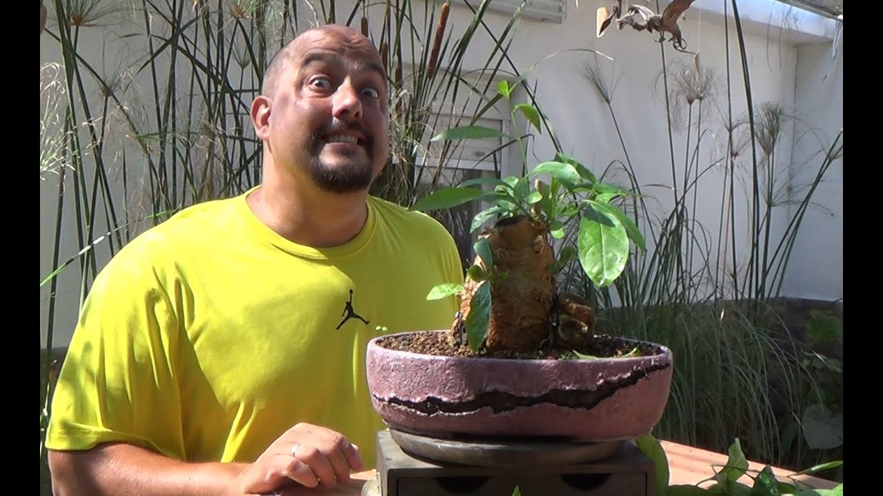 Dama de noche - Cestrum nocturnum 2ª parte