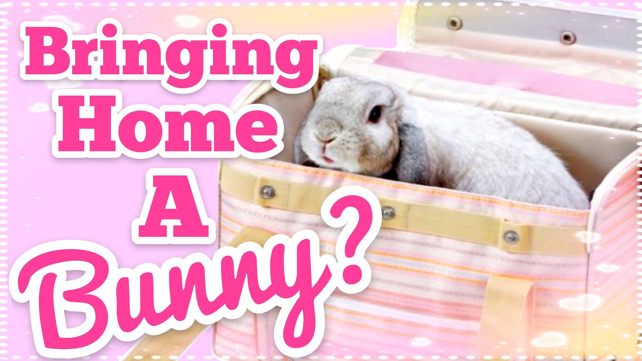 5 Tips For New Rabbit Owners | Helping You Become A Better Bunny Parent
