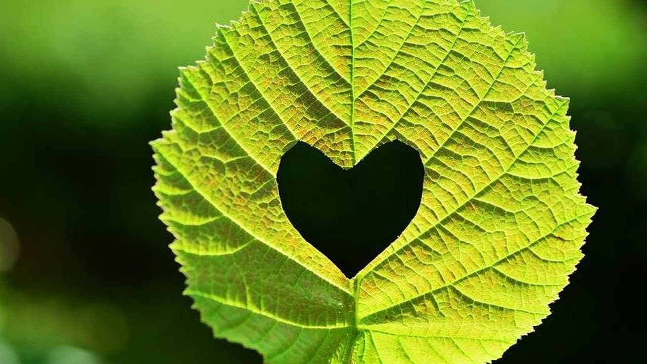 MEDITACIÓN GUIADA DEL CHAKRA CORAZÓN. ACTIVA Y EQUILIBRA TU CHAKRA CORAZÓN EN 10 MINUTOS.