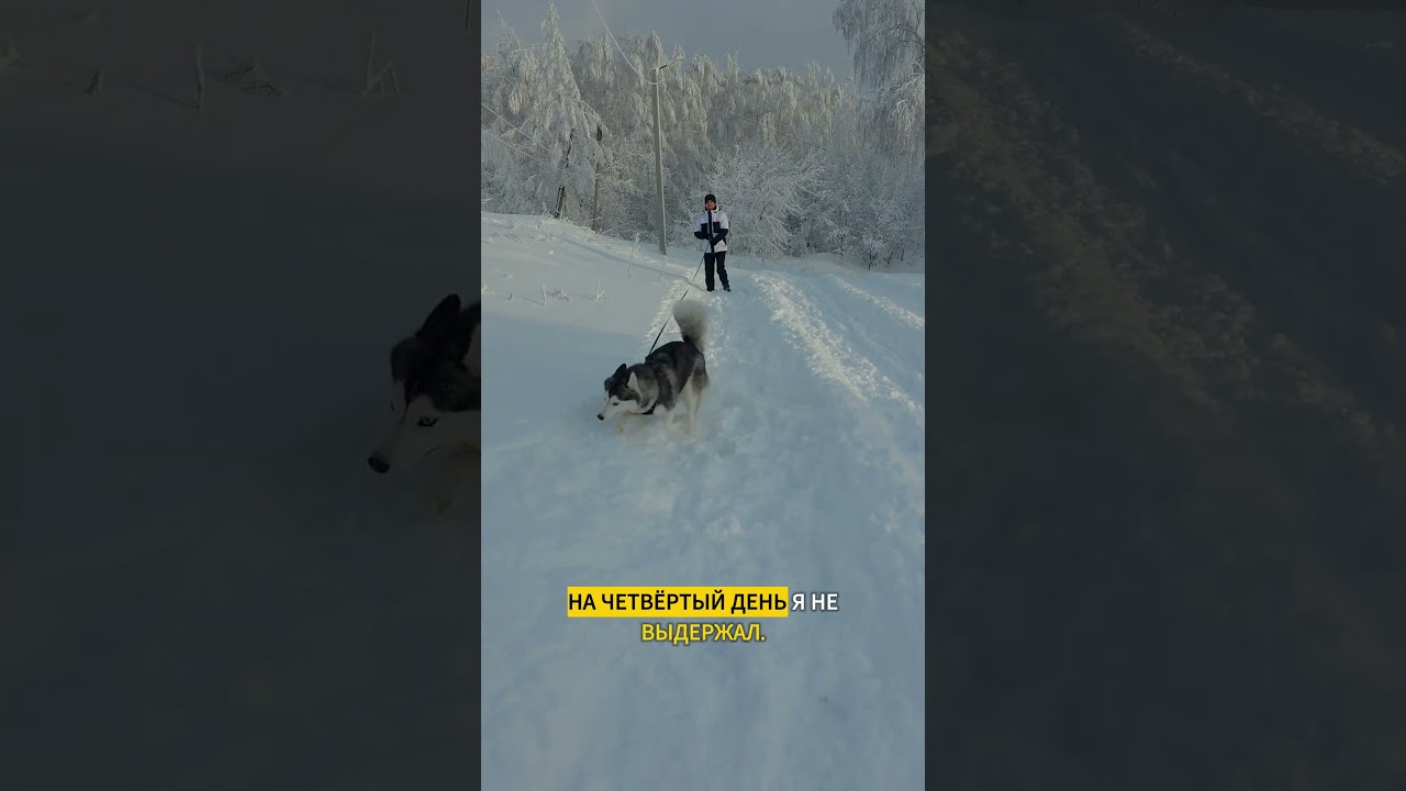 У неё была совесть #животные #трогательно #историяизжизни #совесть #свобода