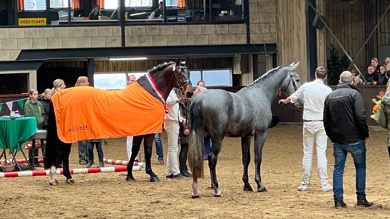 Hengstenkeuring Groninger Paard in Tolbert - 24 Februari 2024