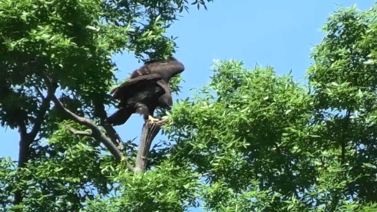The juvenile Bald Eagle's first flight was today!