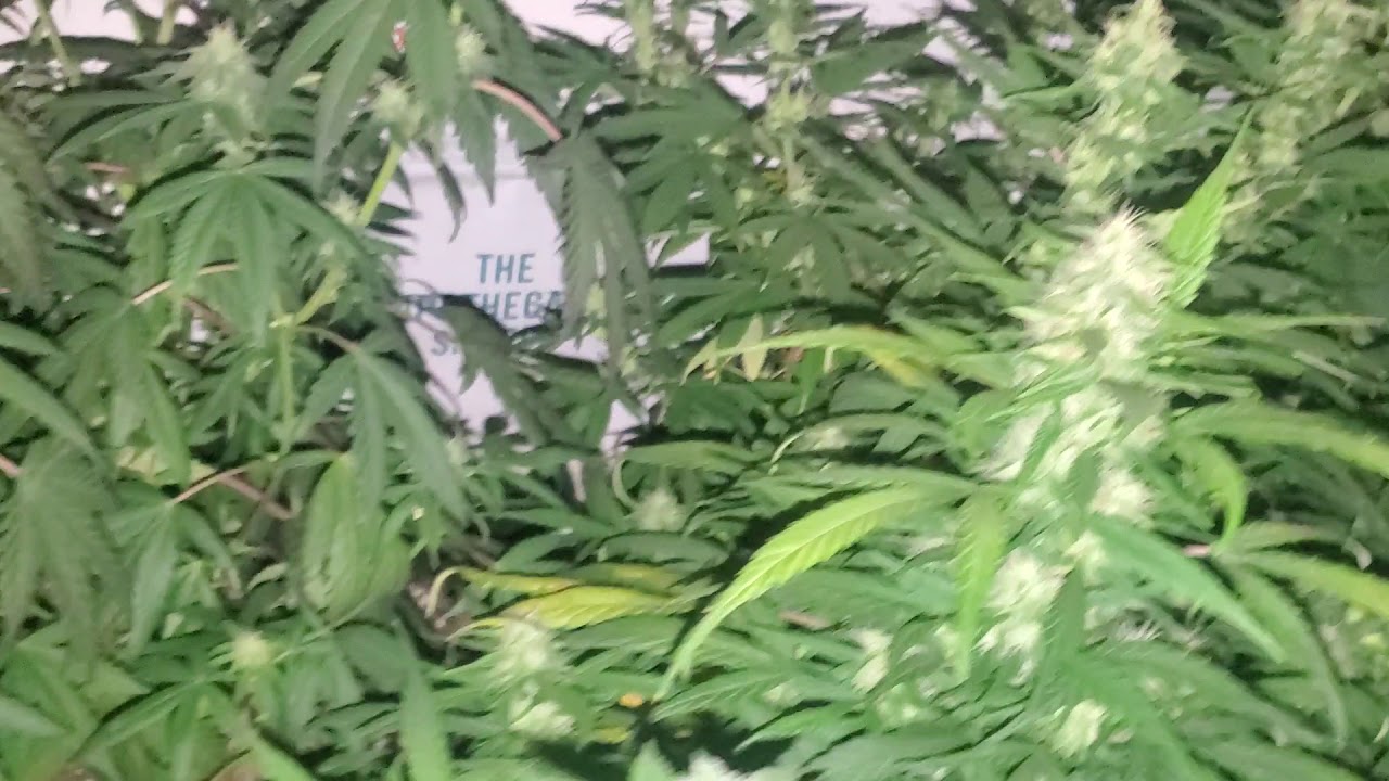 Flower week 3 Medical Marijuana