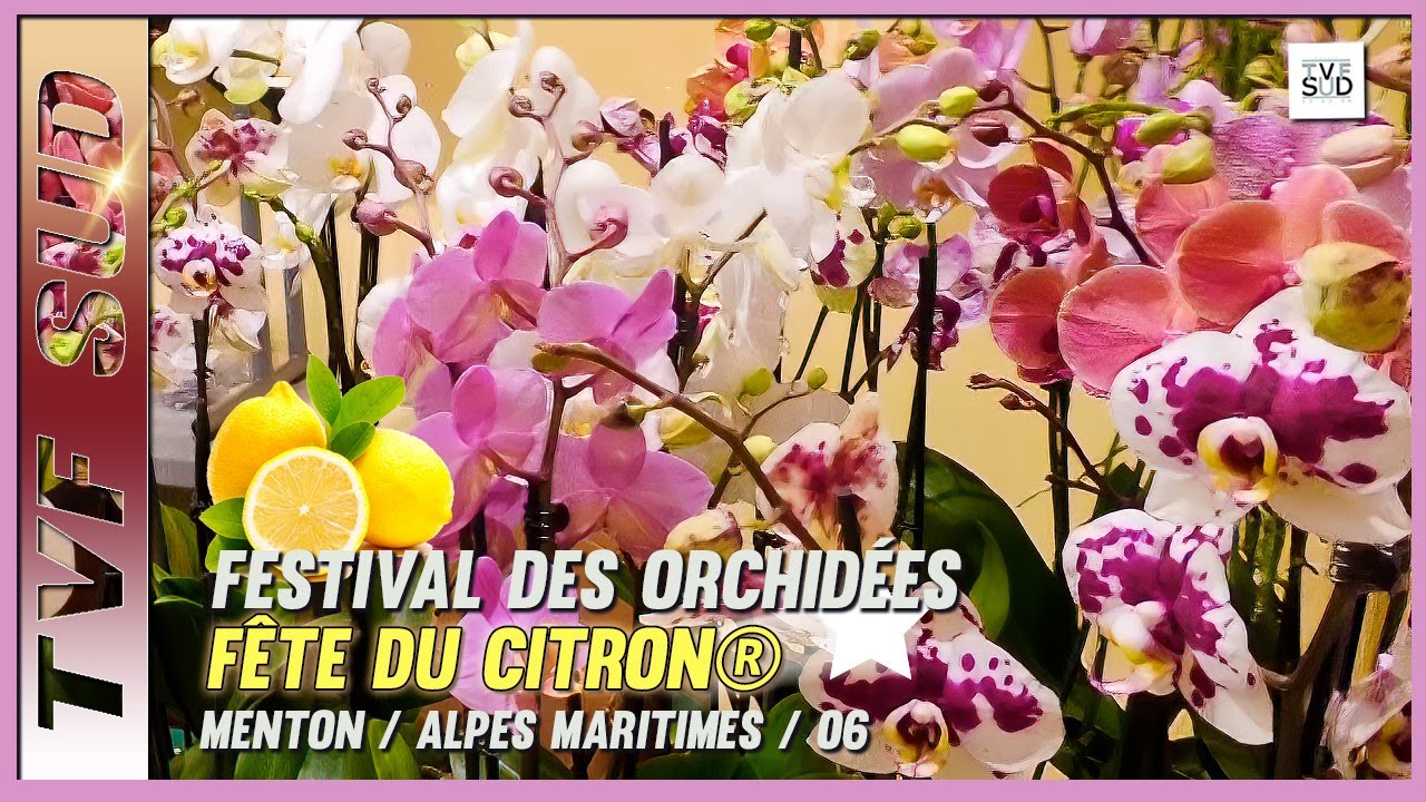 MENTON Fête du Citron et des orchidées présenté par les Orchidophiles et Epiphytophiles de France.
