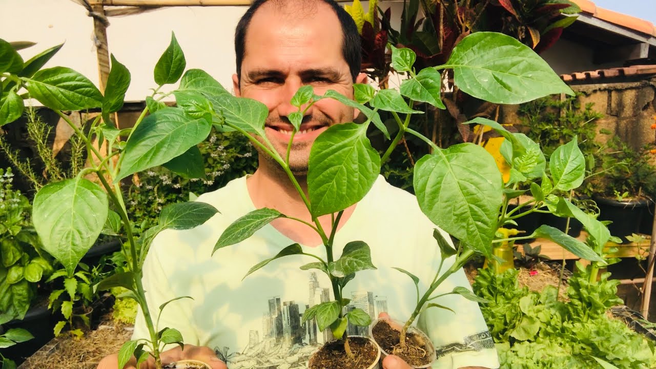 COMO PLANTAR PIMENTA PASSO A PASSO