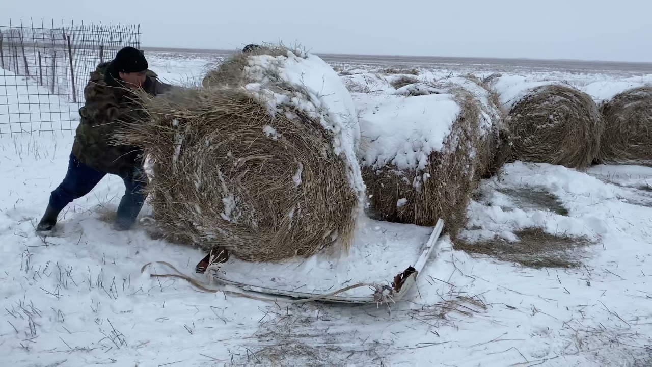 Зимовка скота продолжается. Как мы кормим сеном овец. Калмыкия.