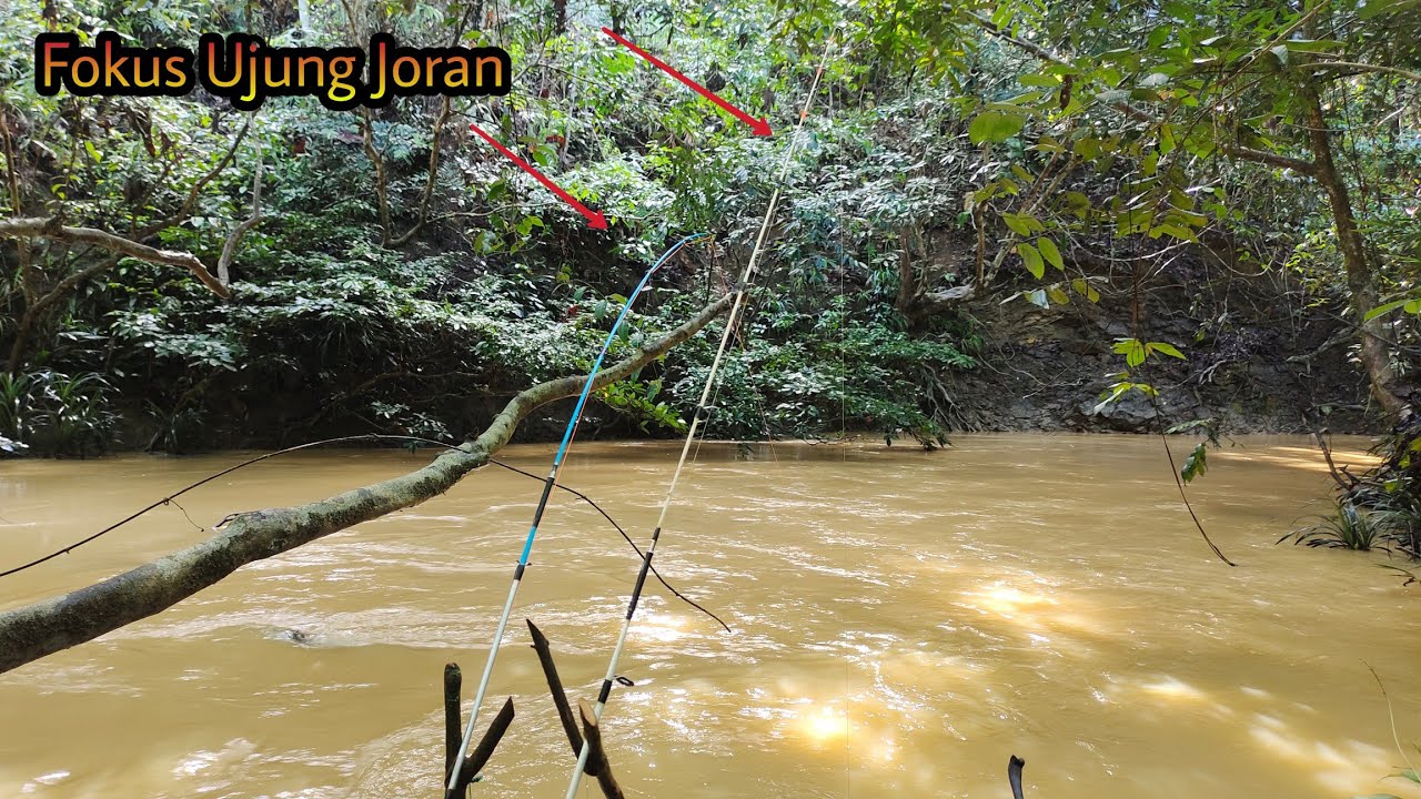 Kewalahan Mancing Ikan Baung Pakai 2 Joran,,Di Sungai keruh,,Habis Hujan malah tambah ganas buangnya