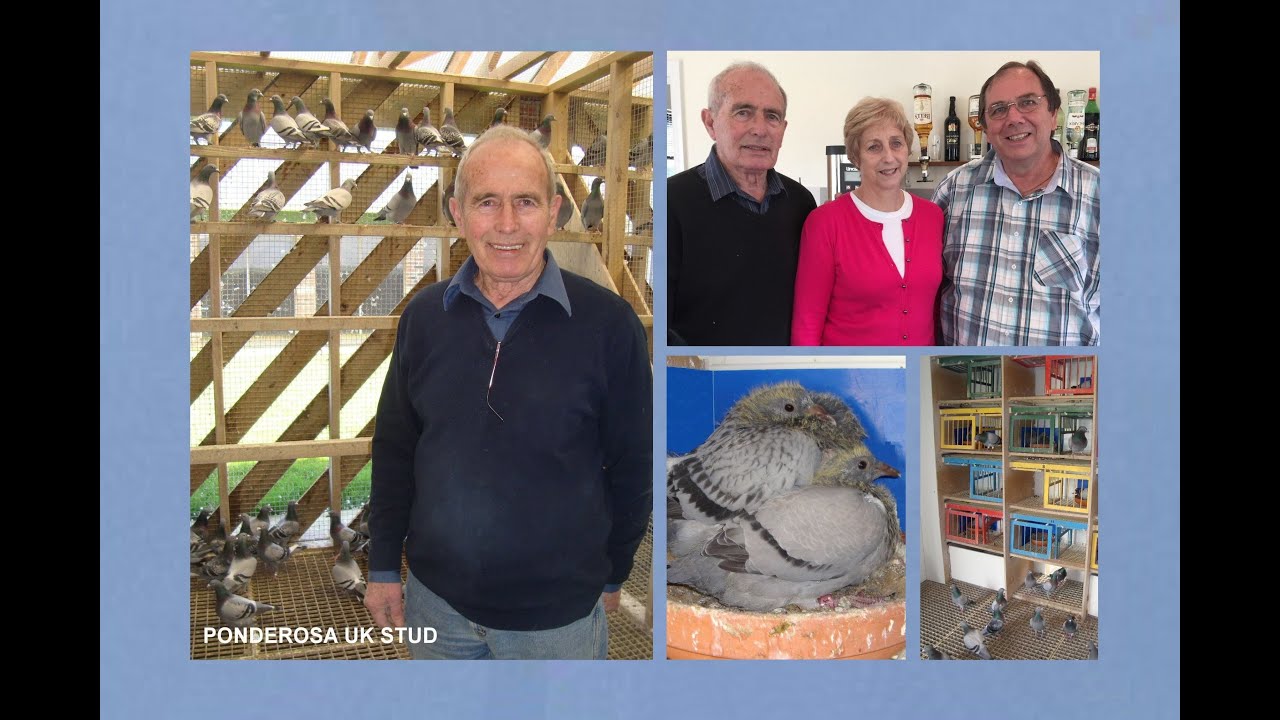 Video 493: The Ponderosa UK Racing Pigeon Stud of Chickerell: Two Loft Visits 2016 / 1995