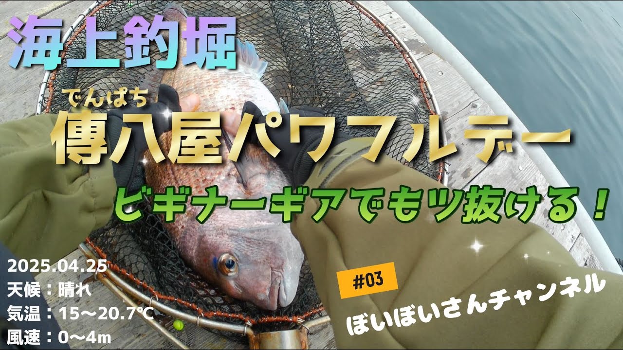 【海上釣堀 傳八屋】25年4月25日パワフルデーにビギナー装備でもツ抜ける