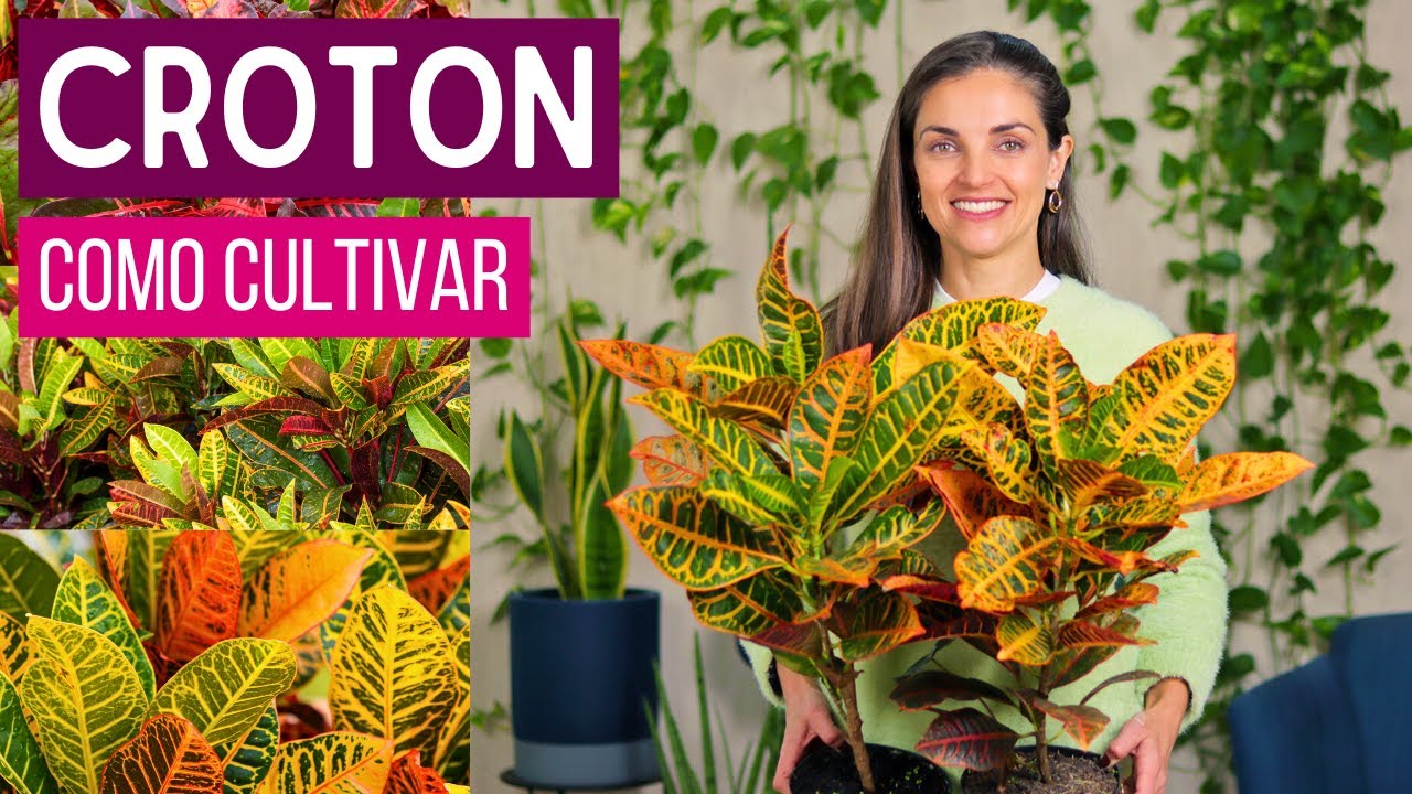 CROTON - FOLHAS CAINDO? APRENDA a CULTIVAR do JEITO CERTO