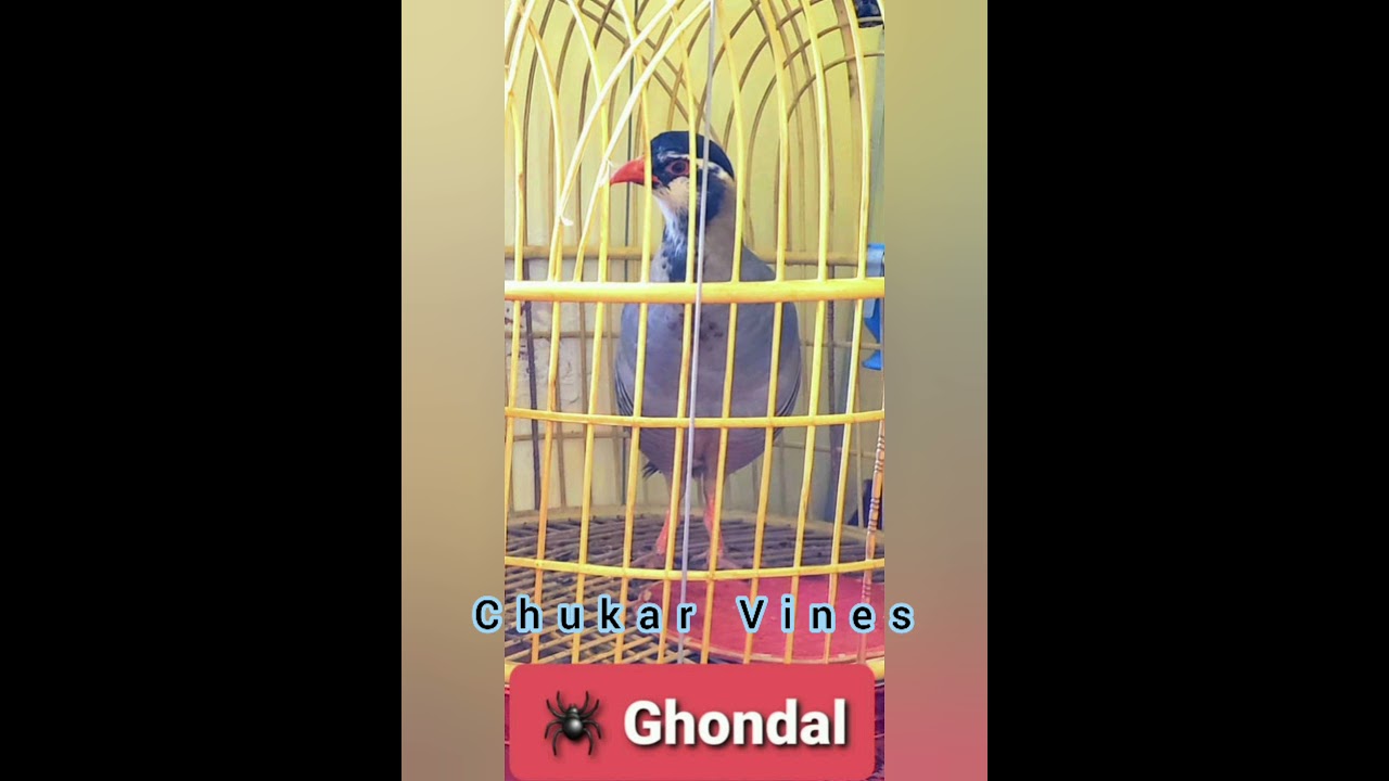 #maskati #chakor #voice #calling #chukar #vines