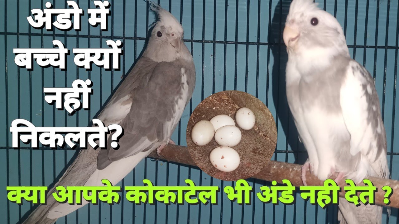 cockatiel breeding problem | eggs not hatching after 21 days | tips by Jainesh Exotics
