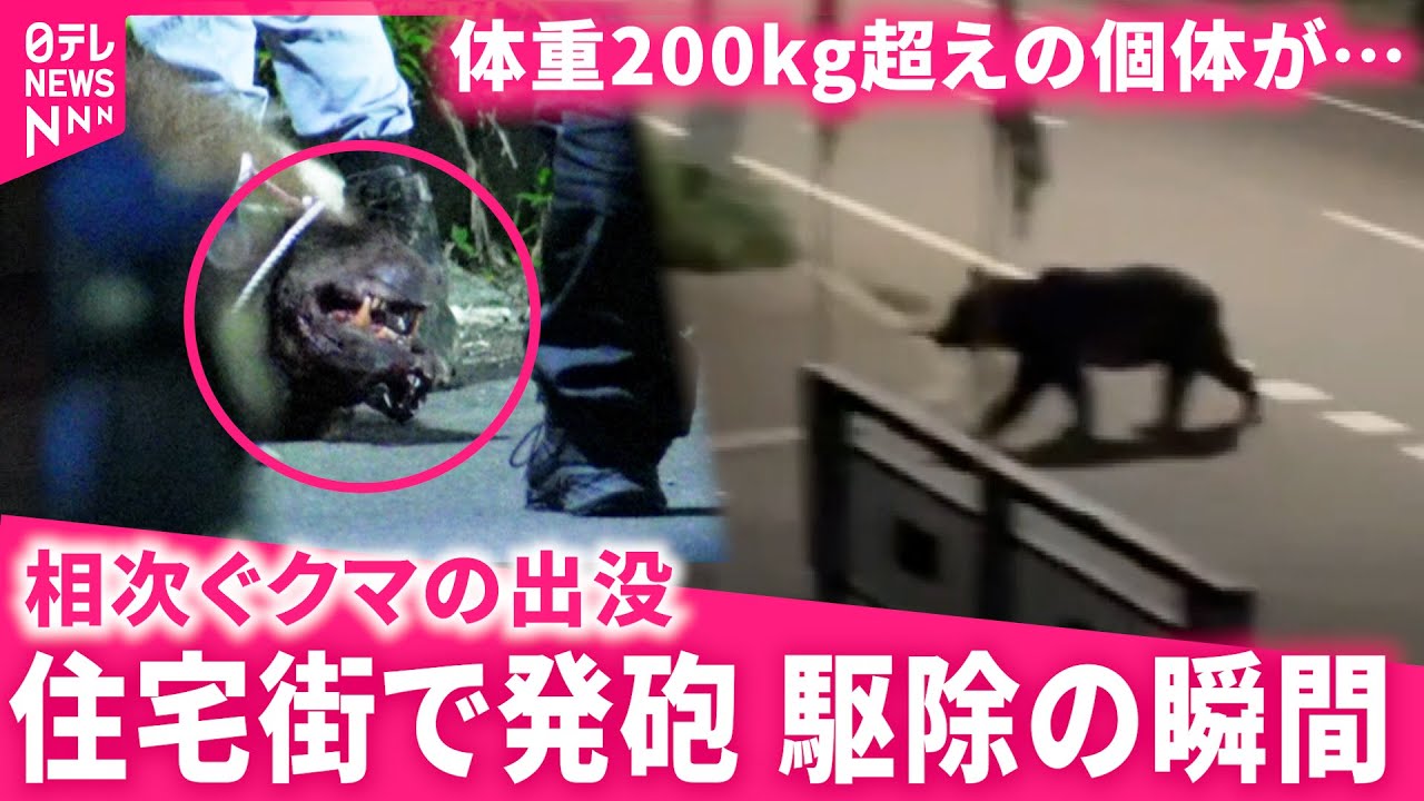 【発砲の瞬間】体長2mの巨体が… 相次ぐ熊出没と住宅街での駆除の課題　北海道　NNNセレクション