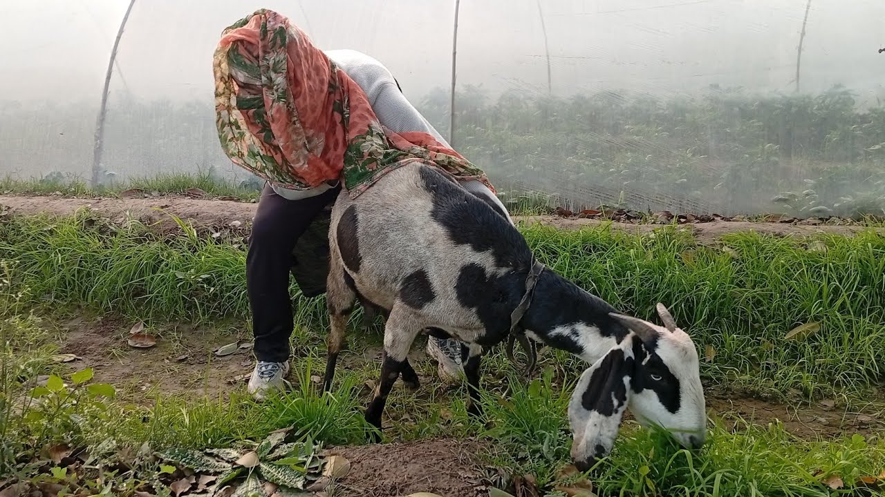 Boy & Goat 😁 Playing Lovely Friendship Outside the Fields 😜