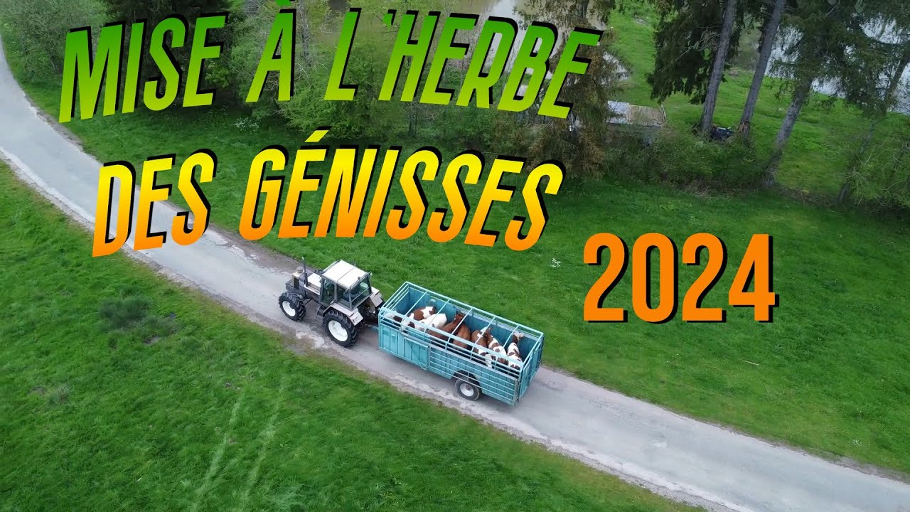 🎥 🐄Je film la mise à l'herbe des génisses !