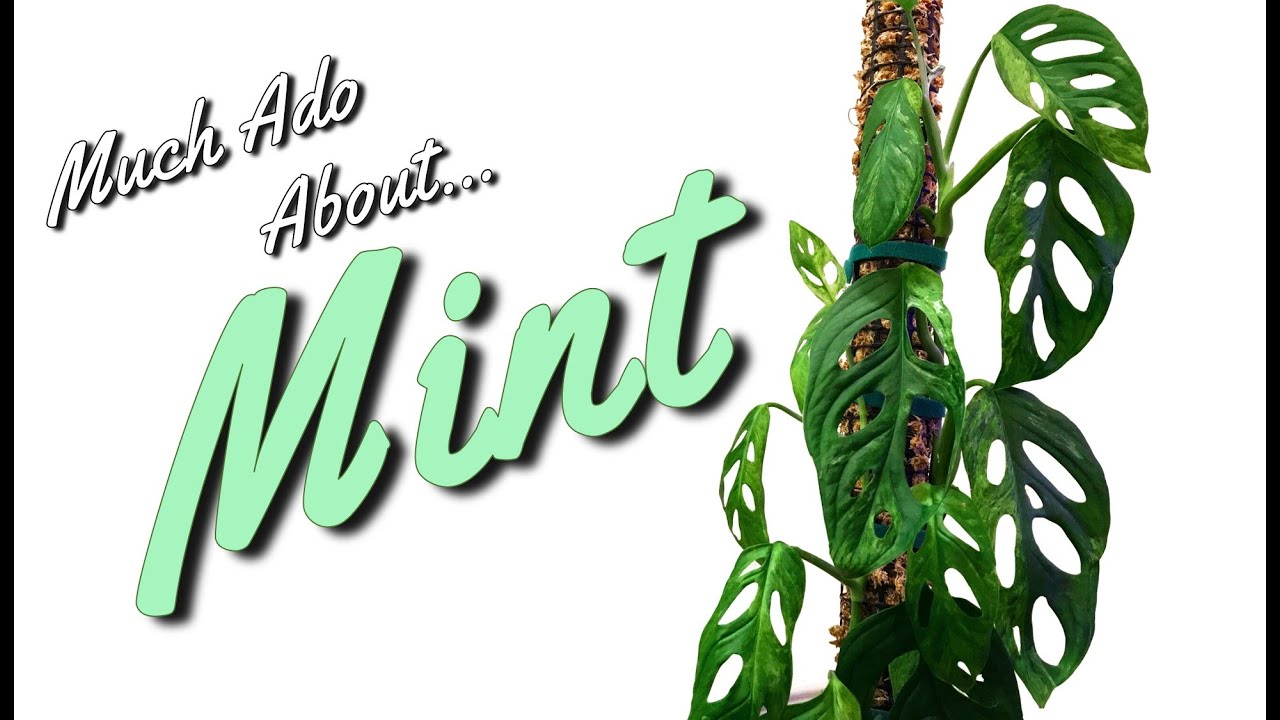 Mint Variegation | A Hot Take (featuring my mint adansonii)