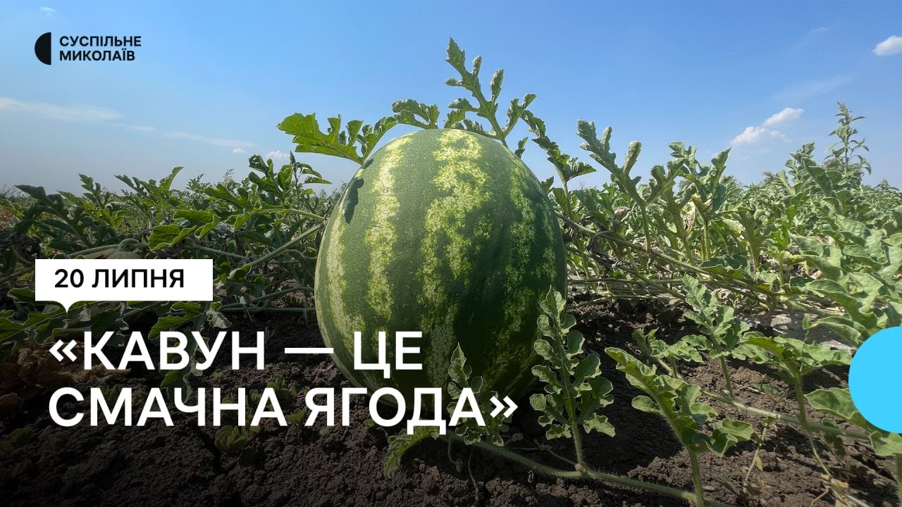 "Це смачна ягода": як обрати кавун на Миколаївщині — поради від агрономів