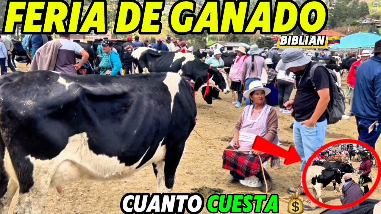 FERIA DE GANADO DESDE BIBLIAN ECUADOR 🇪🇨| CUANTO CUESTA 