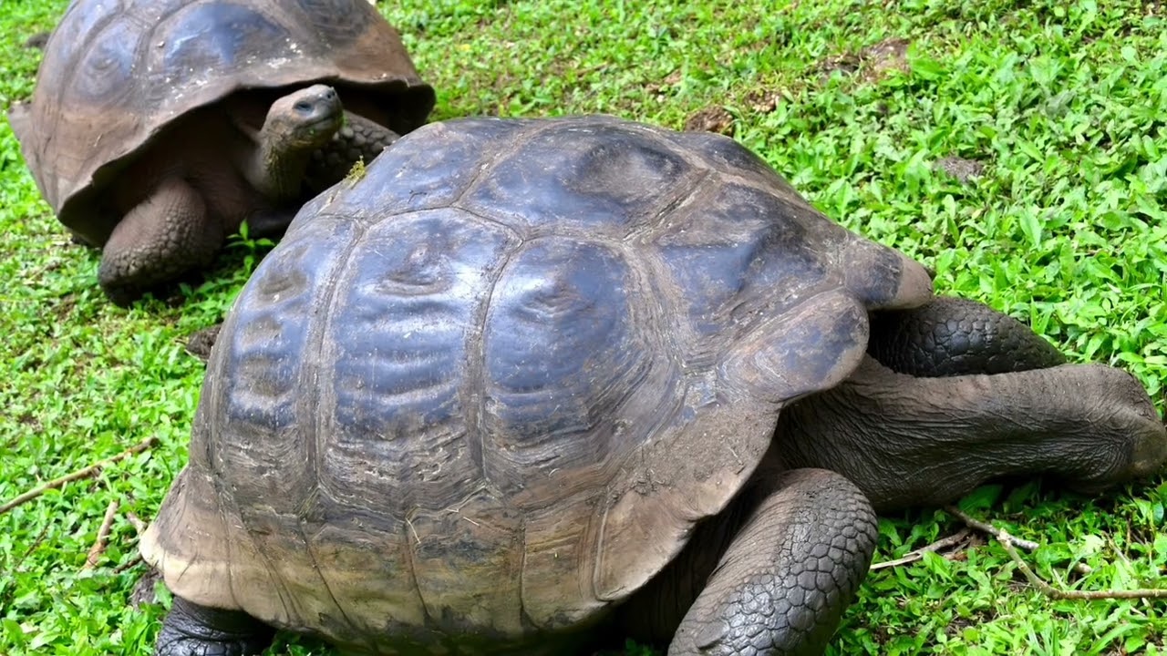 Galapagos nov 2022