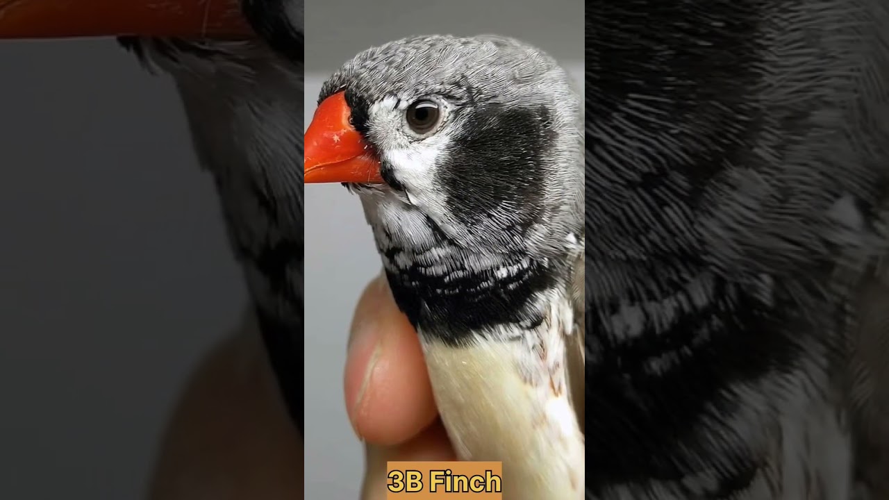 zebra finch mutation - 3B finch -#finches