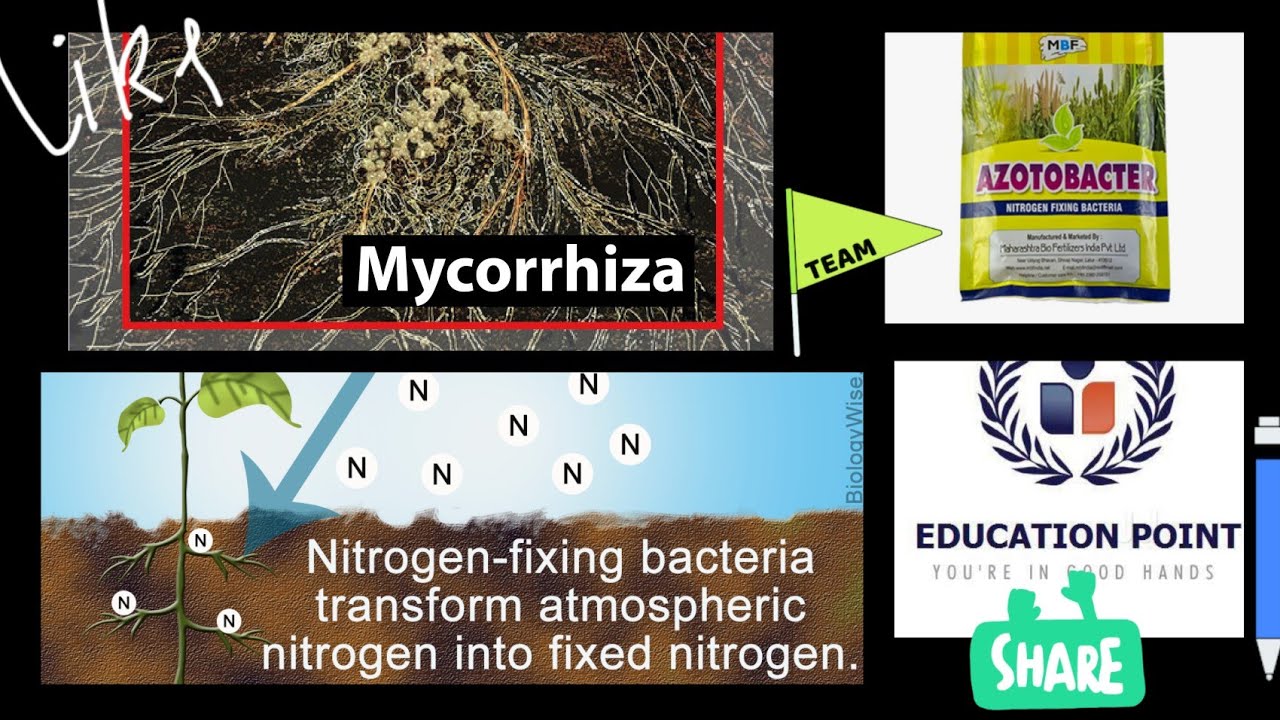 mycorrhiza notes . ectomycorrhiza &  endomycorrhiza , free nitrogen fixing bacteria #soil #biology  