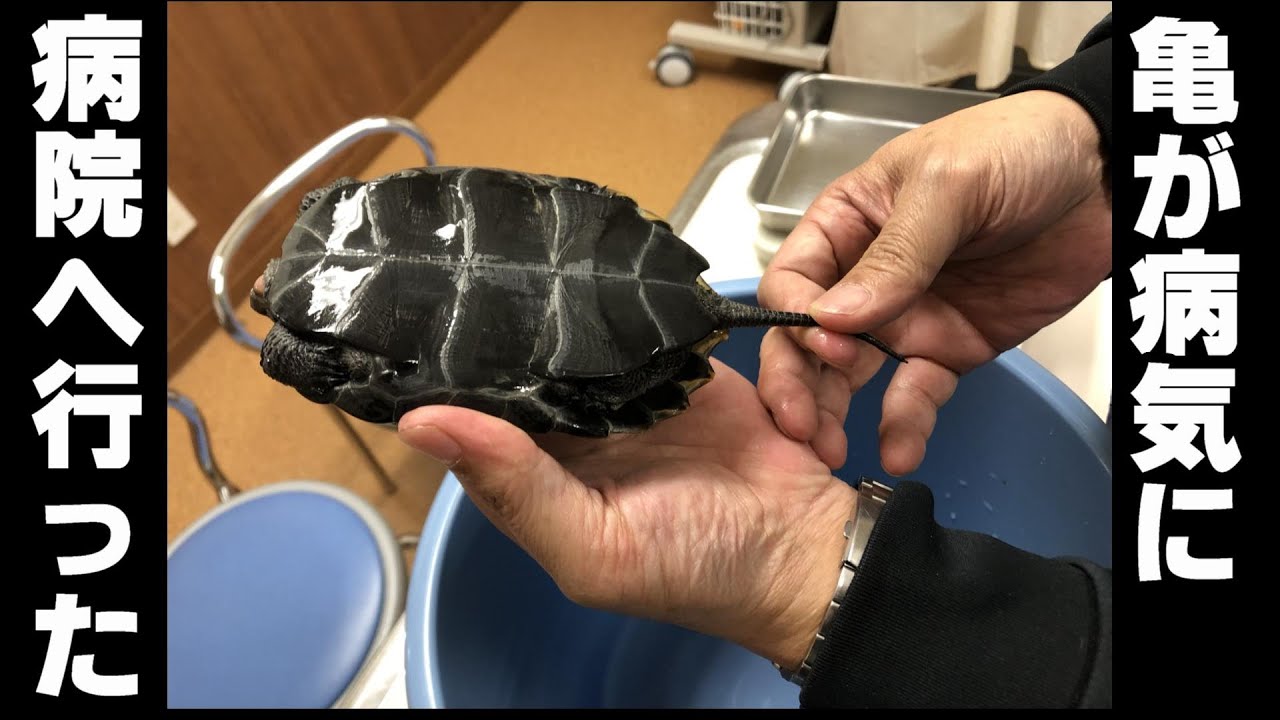 【イシガメの病気】獣医師が勧める亀の飼育方法！病院へ行って話を聞いてきた。