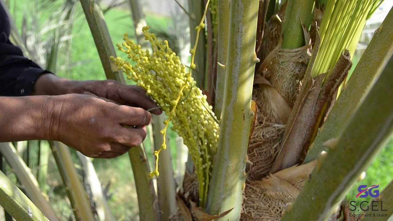 Date Palm Pollination- Easy and Effective Method
