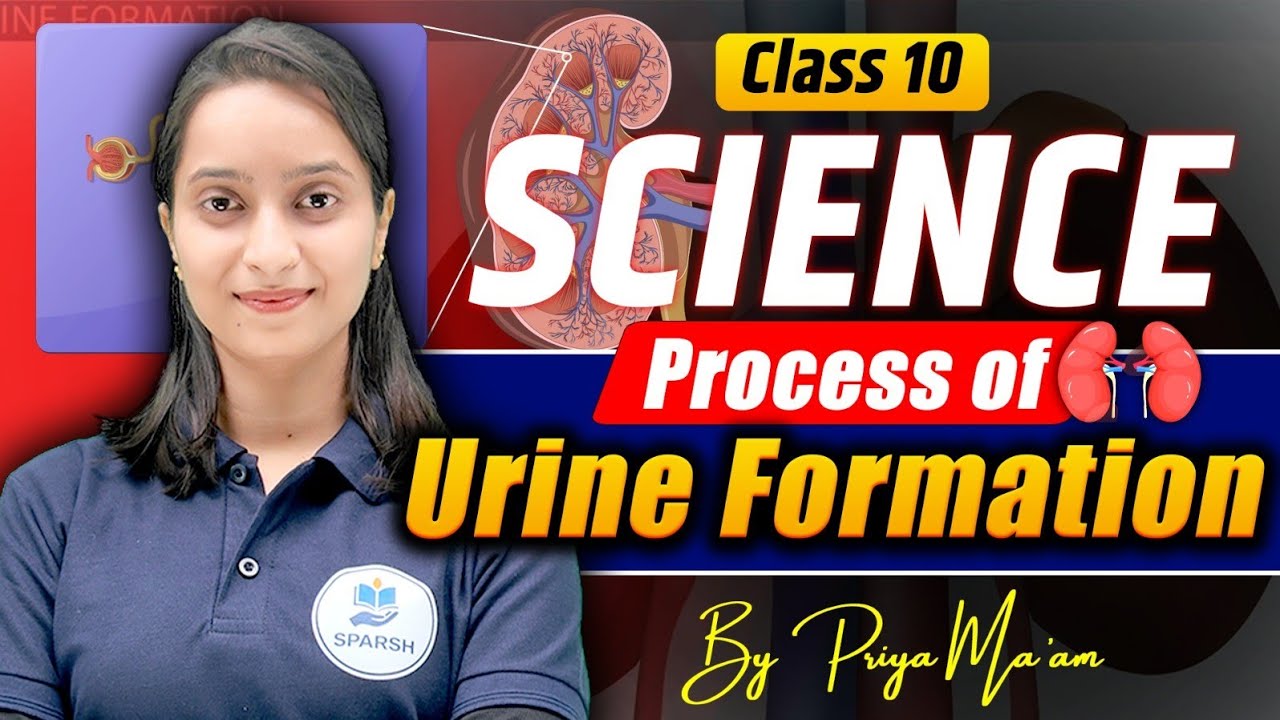 How Urine is Formed? | Life Processes Class 10 | Step by Step Explanation | #quickrevision 