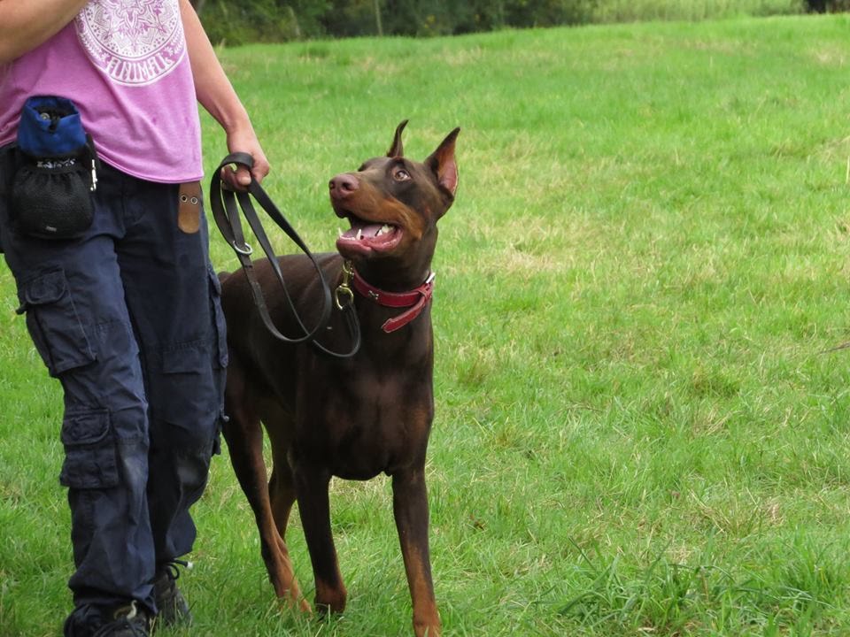 Diego - Doberman - 10 Day Aggression Residential Stay at Adolescent Dogs