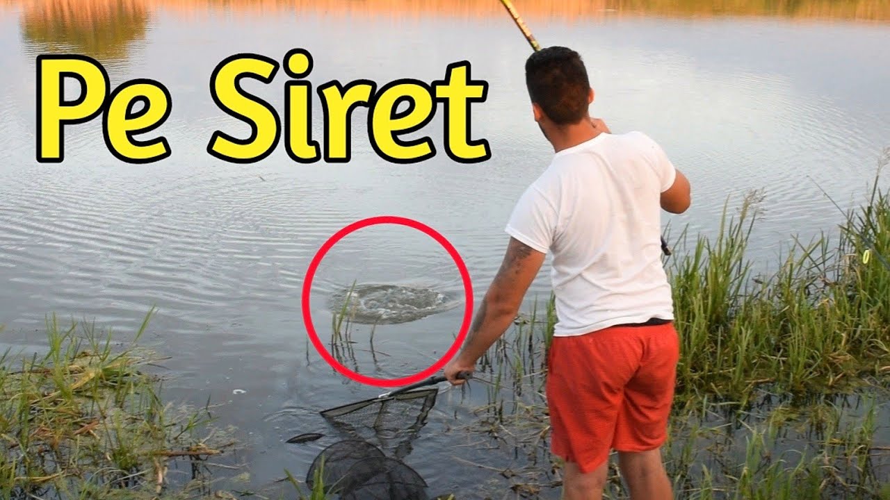 Pescuit pe Siret cu porumb, mamaliga si rama de gunoi
